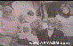 H�seyin Dar�in(R) ve Ailesi