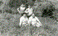 Yunus-Kadriye-Ahmet Levent-Mehmet B�lent Uludag..1979