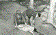 Osman Ep�im-Mehmet Ep�im (R)